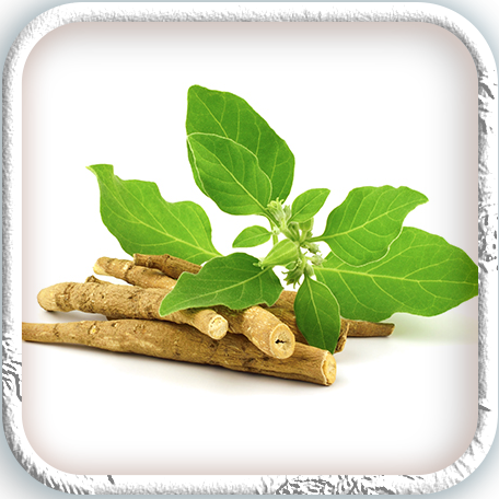 Kerala Ashwagandha